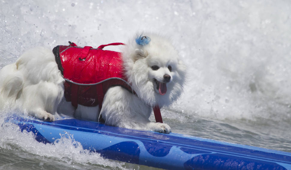 Best time to see Surf Dog Competition in California