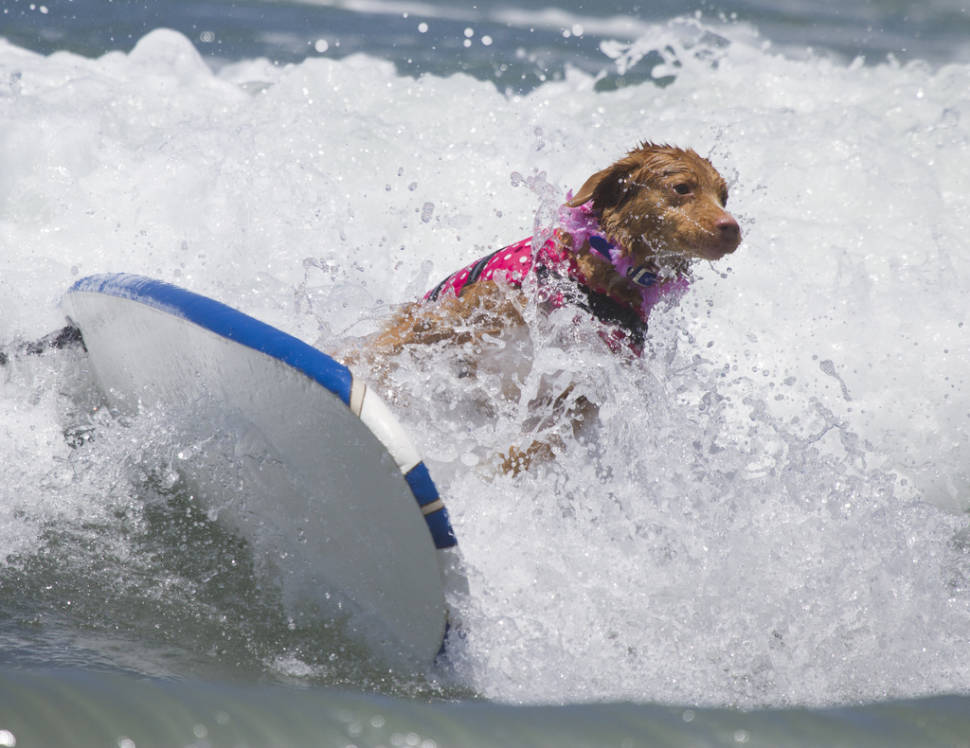 Surf Dog Competition in California - Best Time