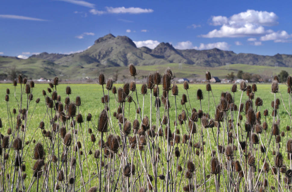 Sutter Buttes in California - Best Season