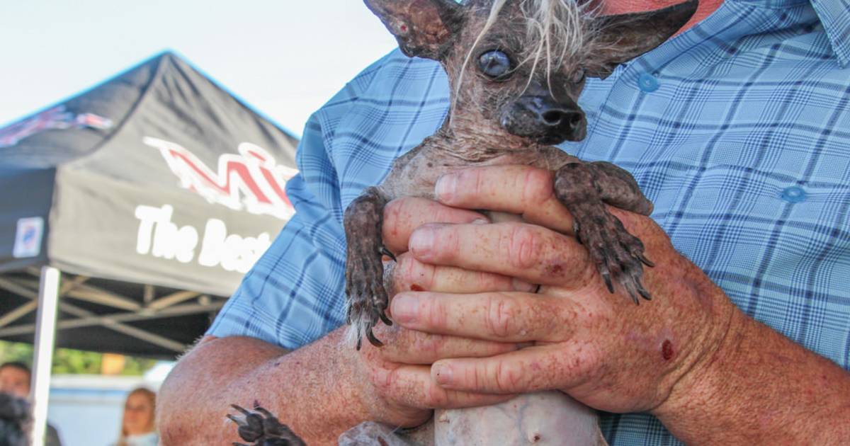 World's Ugliest Dog Contest in California - Best Time