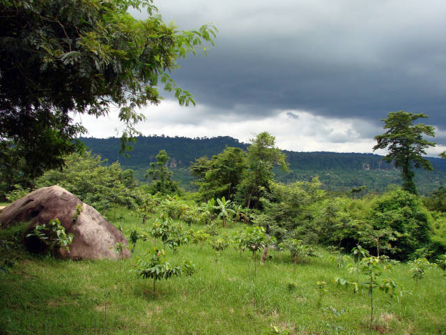 Angkor Jungles and Temples in Cambodia - Best Season