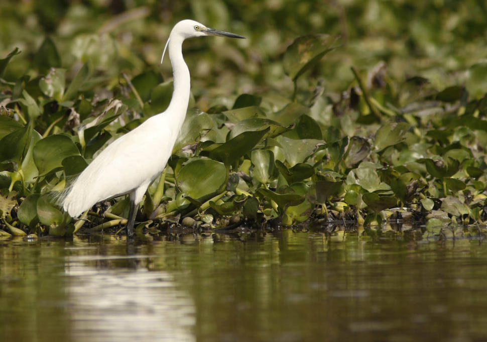 Little Egret