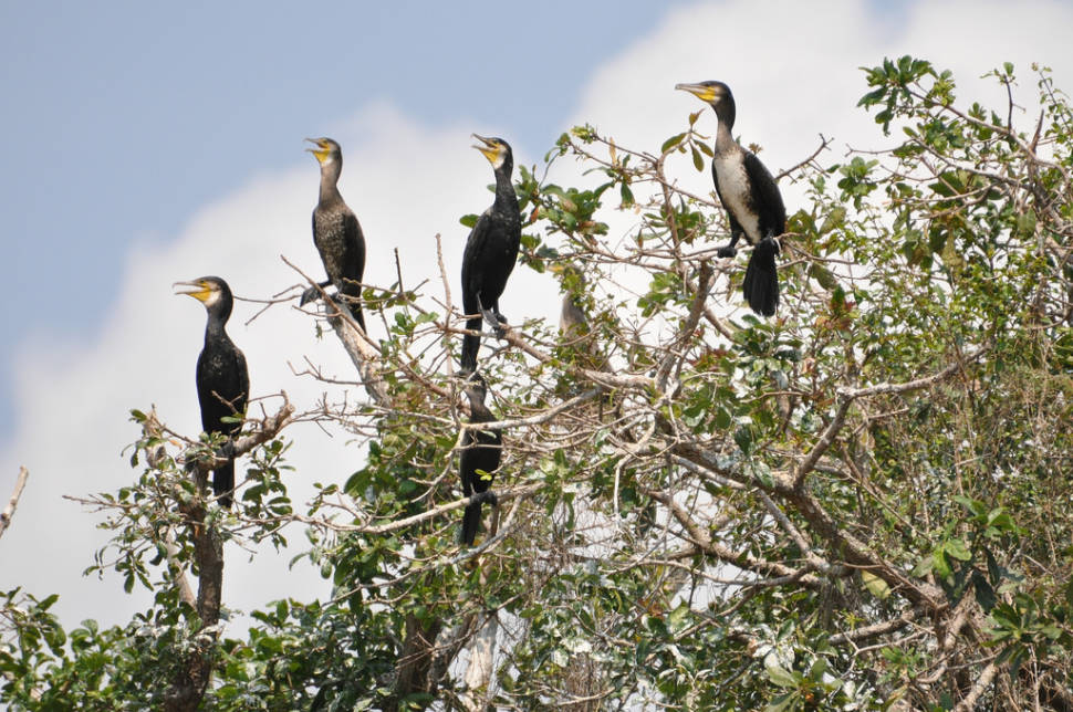 Great Cormorants on a tree
