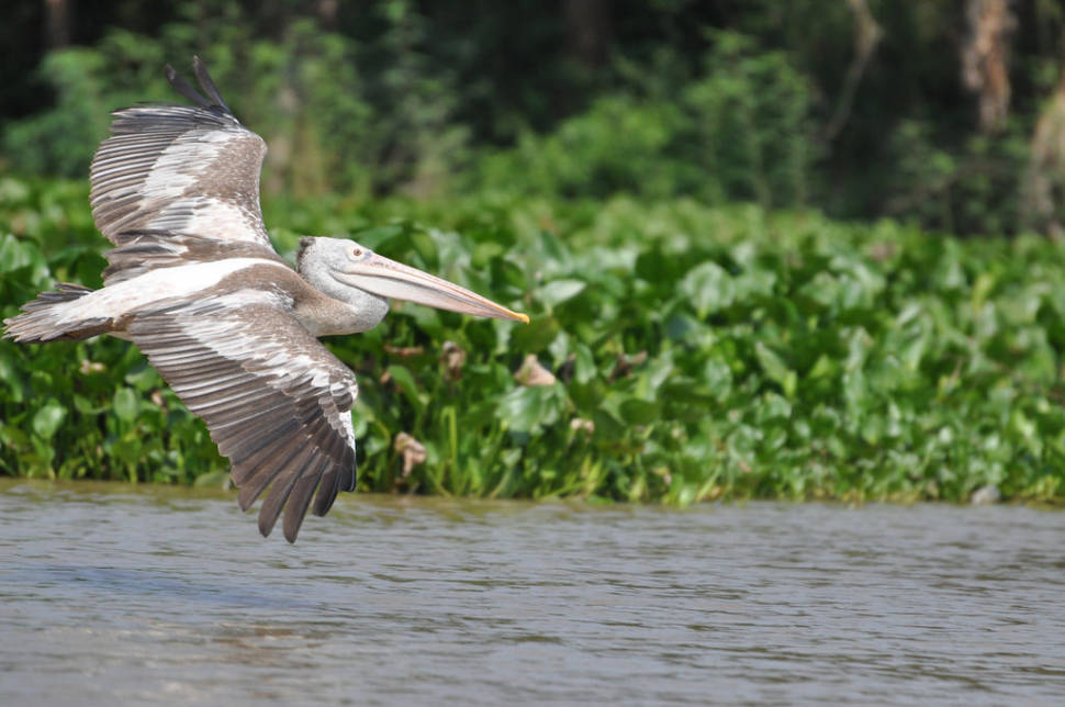 A Spot Billed Pelican
