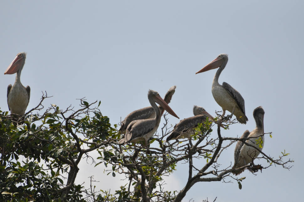 Spot Billed Pelicans