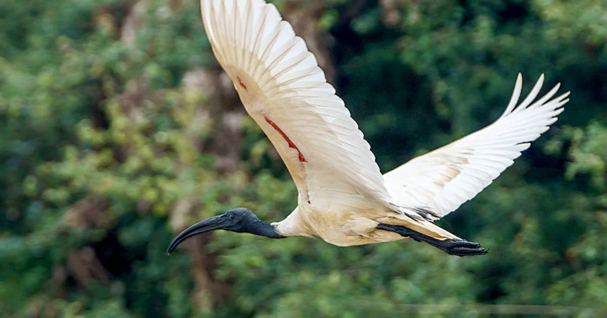Birdwatching at Prek Toal in Cambodia - Best Time