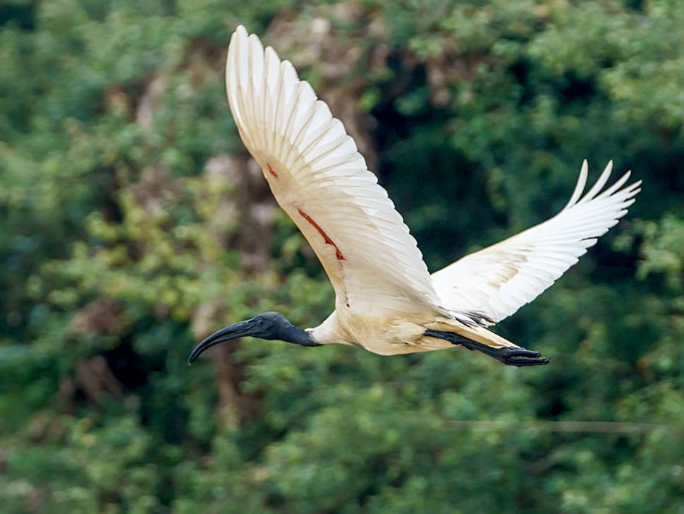 Birdwatching at Prek Toal in Cambodia - Best Time