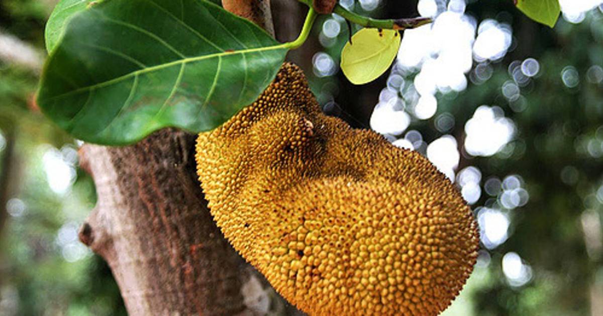 Durian Season in Cambodia - Best Time