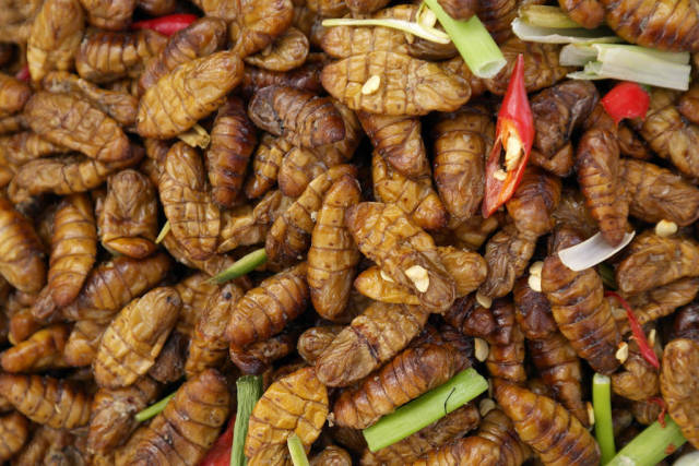 Silk Worms