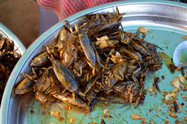 Eat Some Bugs! in Cambodia - Best Time