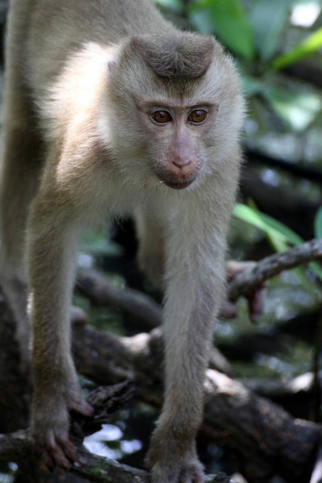 Best time to see Explore Wildlife in the Ream National Park in Cambodia