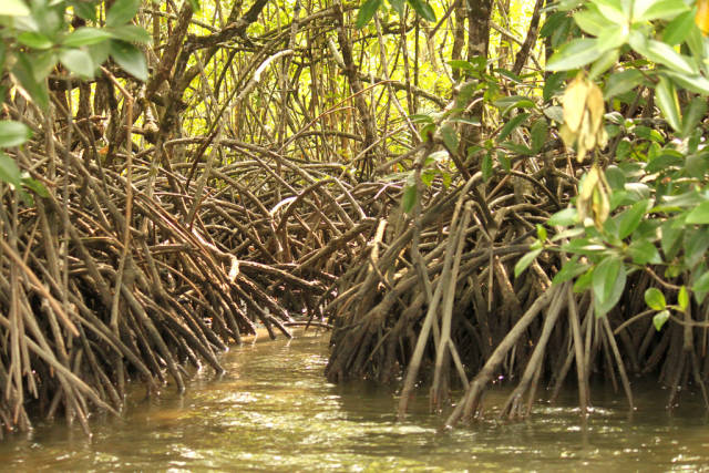 Mangrove