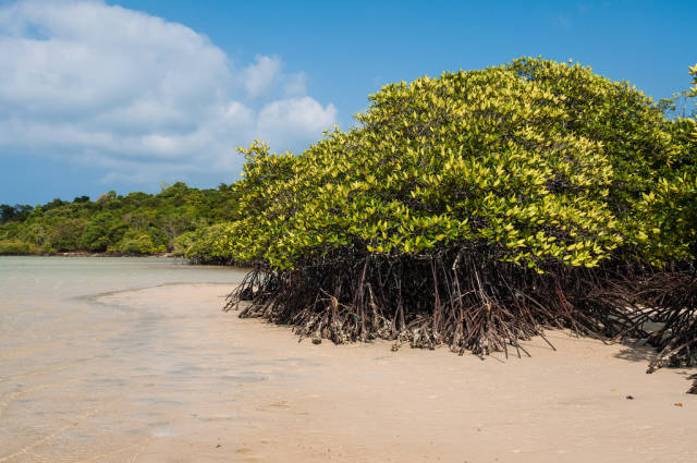 Mangrove