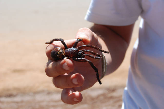 Best time for Fried Spiders in Cambodia