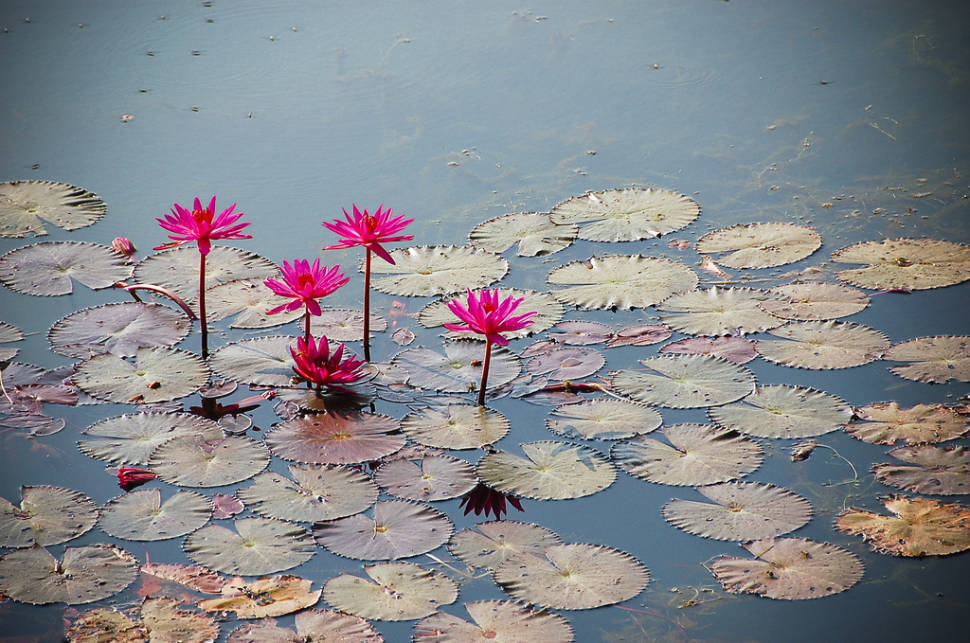 Best time for Lotus Blooming in Cambodia