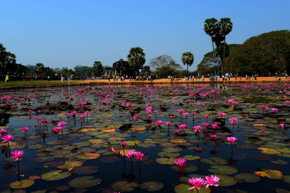 Lotus Blooming in Cambodia - Best Season