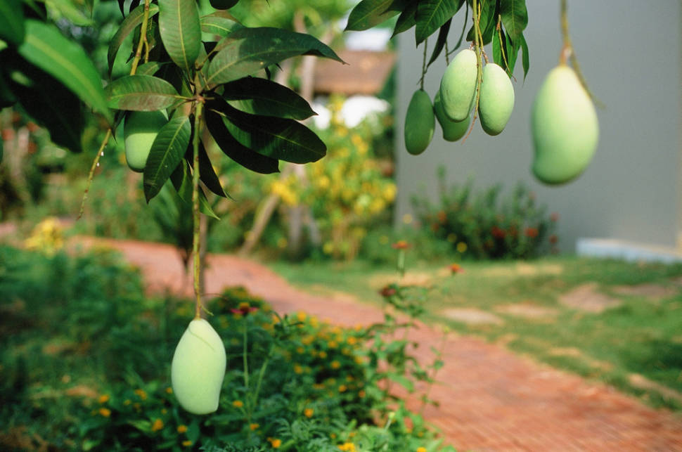 Mango Season in Cambodia - Best Time