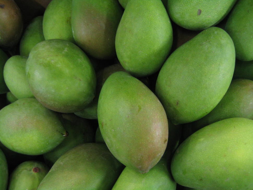 Mango Season in Cambodia - Best Season