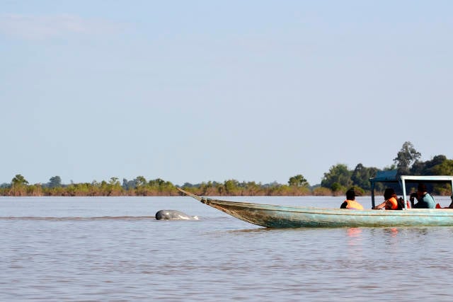 Mekong River Dolphin in Cambodia - Best Time