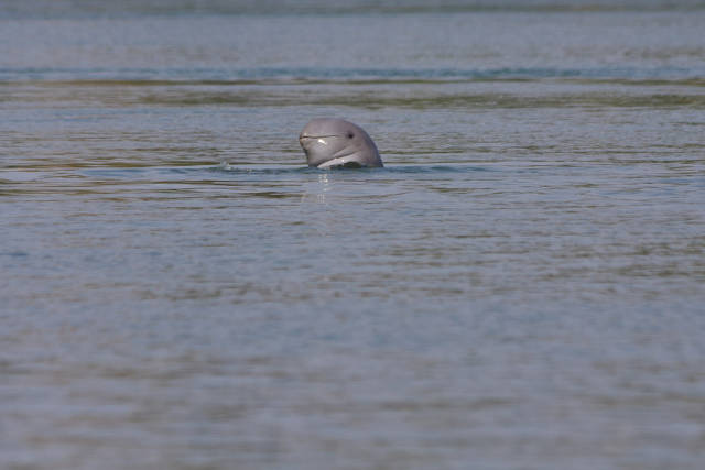Mekong River Dolphin in Cambodia - Best Season