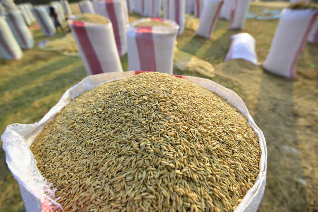 Harvested rice being dried and packed in Kampong Ko village, Kampong Thom province, Cambodia