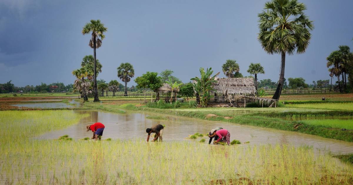 Best Time to See Rice Harvest Season in Cambodia 2019 - Rove.me