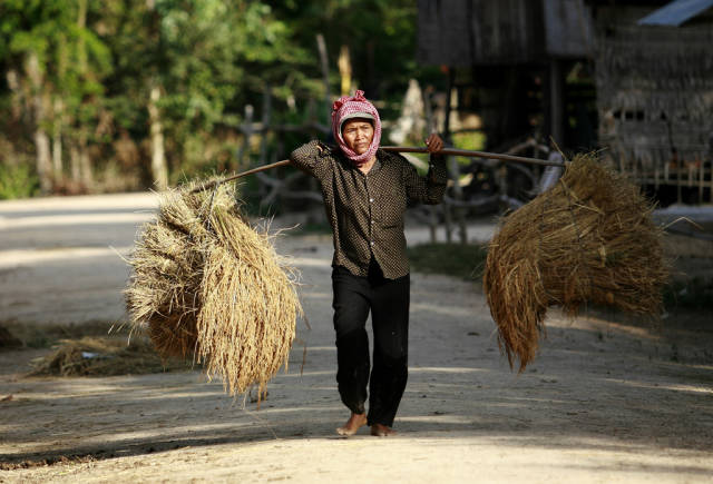 A Cambodian farmer carries her SRI rice harvested in the dry season in Tra Lach village, Triang district, Takeo province.