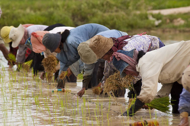 Cambodian farmers planting rice