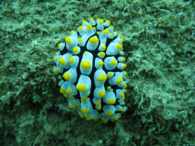 Best time for Scuba Diving in Cambodia