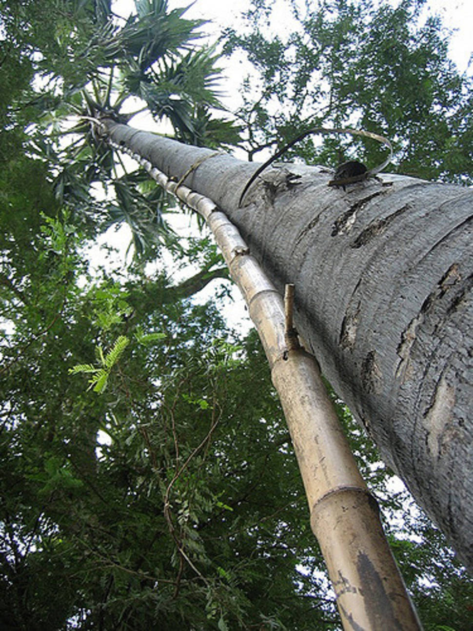 Bamboo ladder tied to a sugar palm