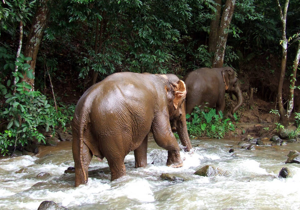 Best time for Wash an Elephant in Cambodia