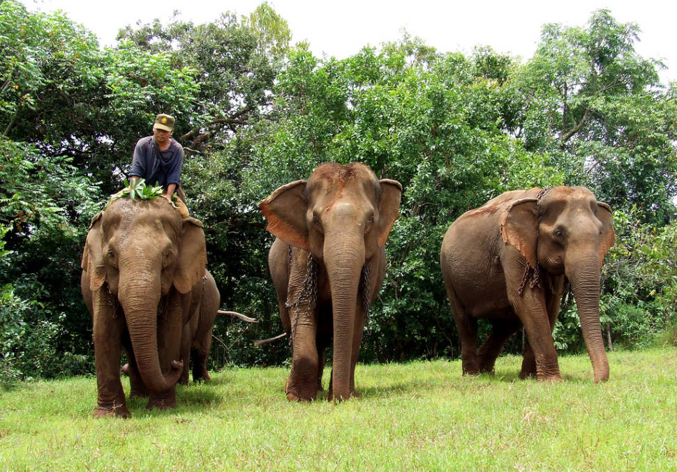 Wash an Elephant in Cambodia - Best Season