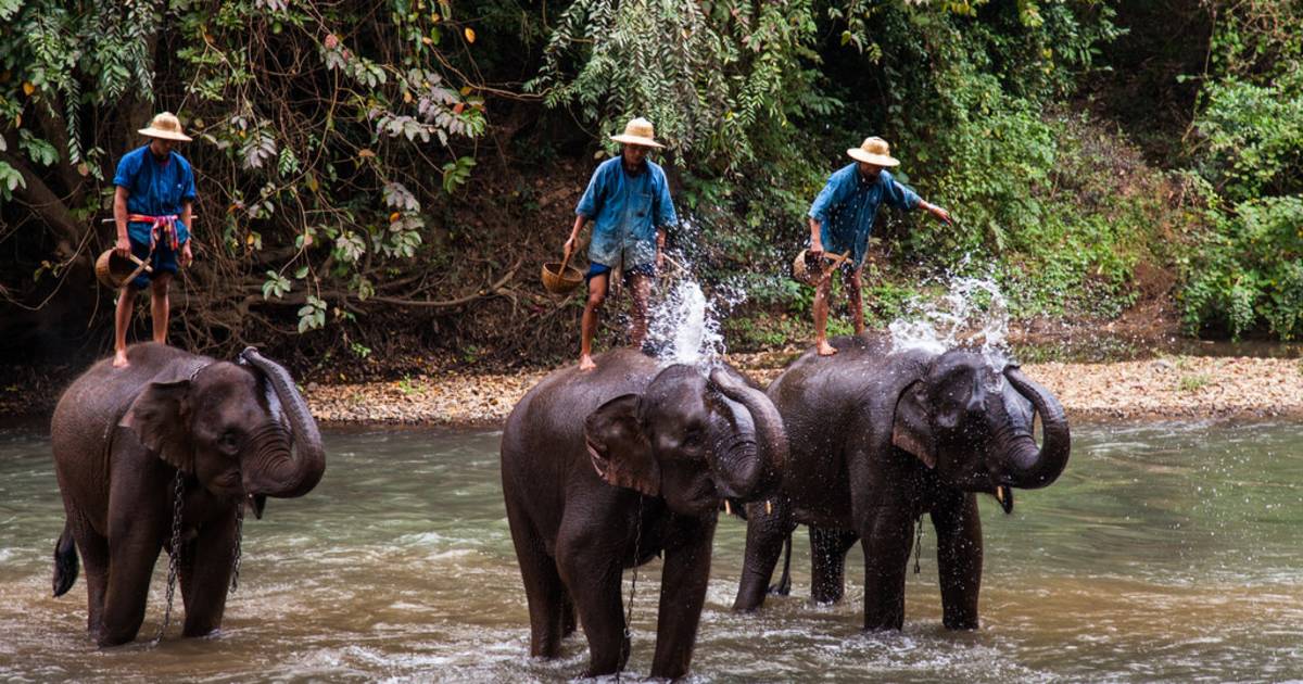 Wash an Elephant in Cambodia - Best Time