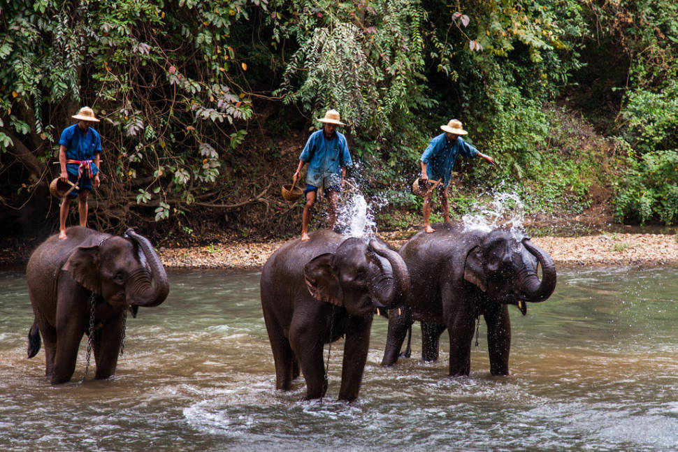 Wash an Elephant in Cambodia - Best Time