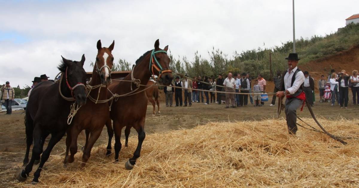 Dia de la Trilla in Canary Islands - Best Time
