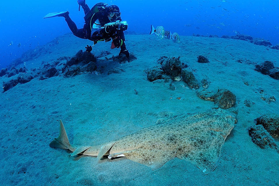 Best time for Diving and Snorkelling in Canary Islands