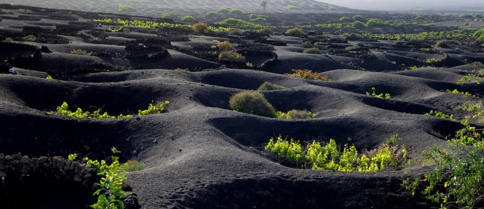 Lanzarote Volcanic Vineyards in Canary Islands - Best Season