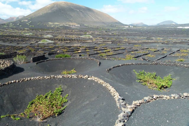 Lanzarote Volcanic Vineyards in Canary Islands - Best Time