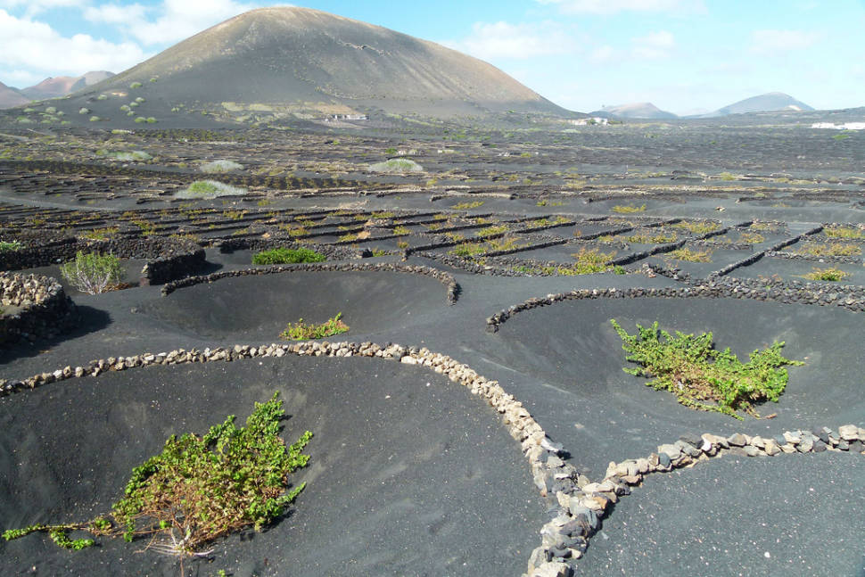 Lanzarote Volcanic Vineyards in Canary Islands - Best Time