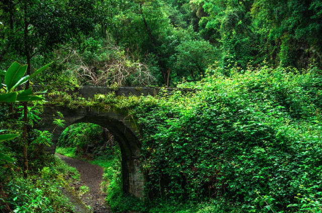 Laurel Forests in Canary Islands - Best Time