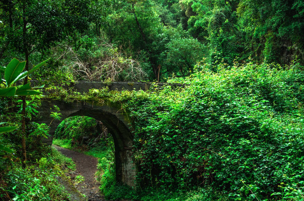 Laurel Forests in Canary Islands - Best Time