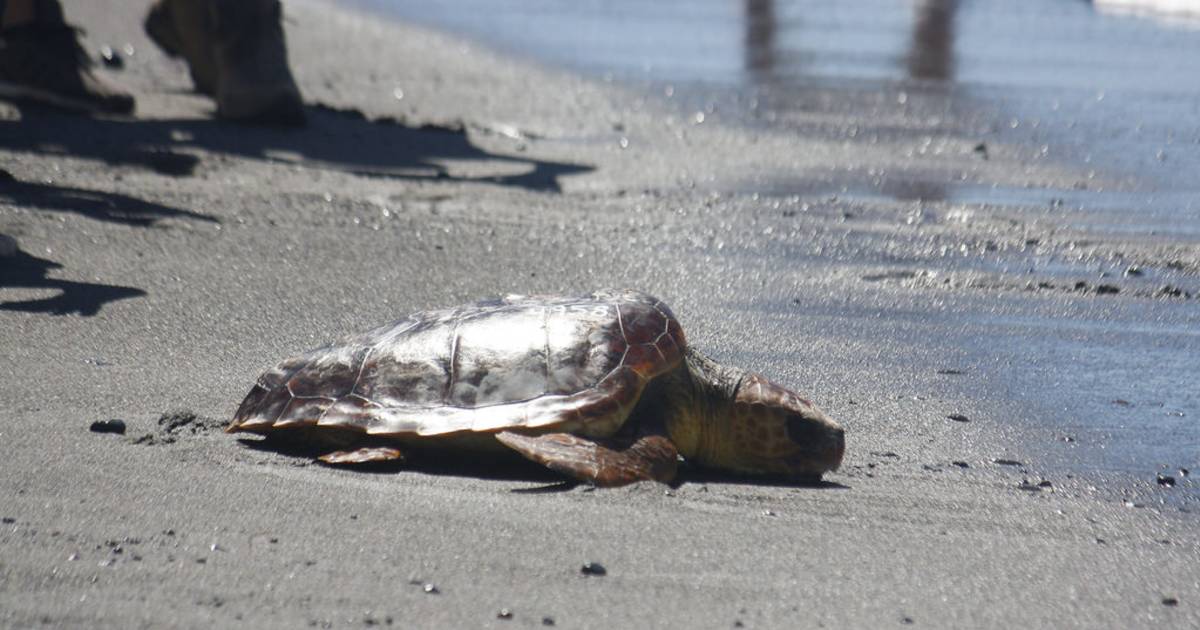 Loggerhead Turtle in Canary Islands - Best Time