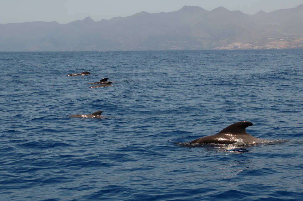 Long-Finned Pilot Whale in Canary Islands - Best Season