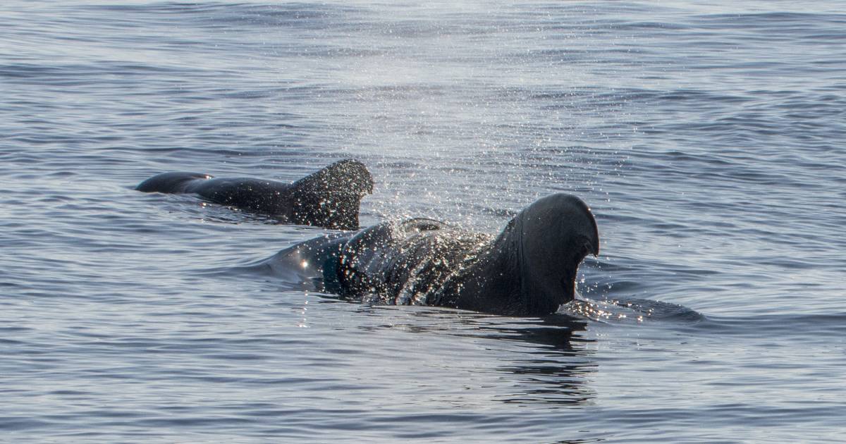 Long-Finned Pilot Whale in Canary Islands - Best Time