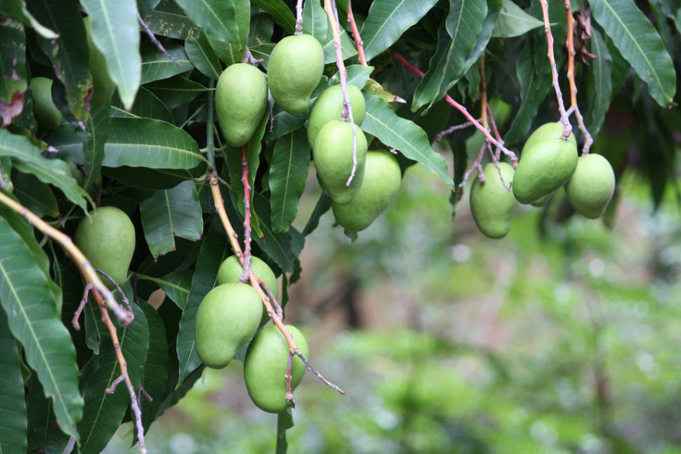 Unripe mangoes