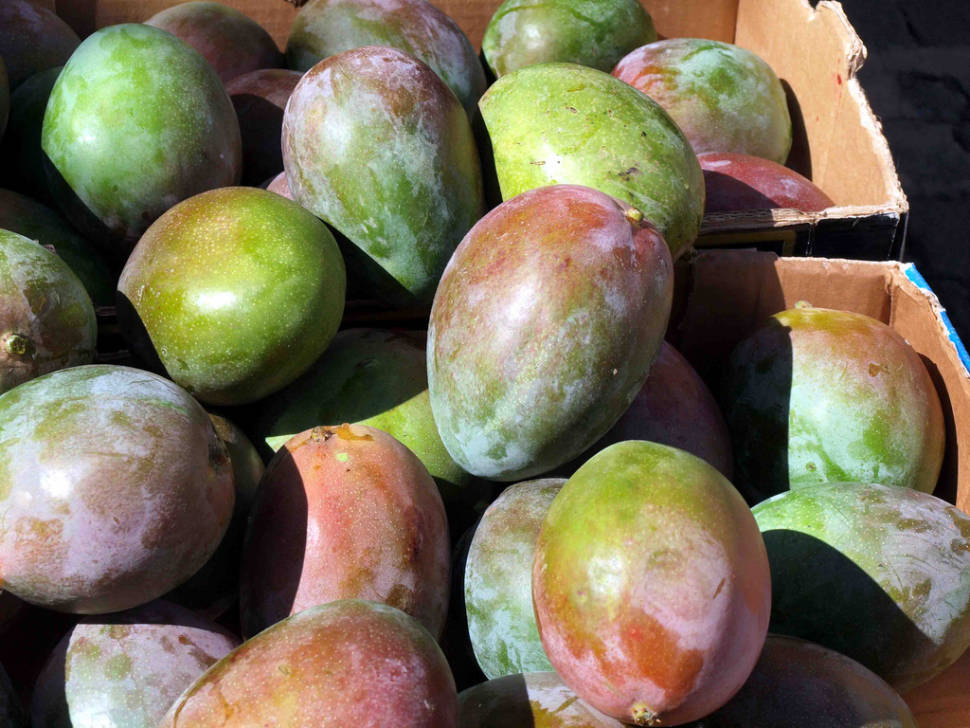 Mango Season in Canary Islands - Best Time