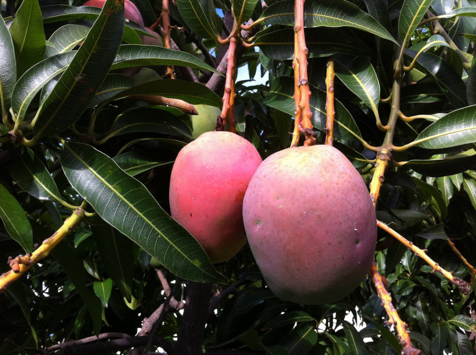 Ripe and juicy mangoes