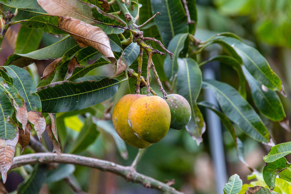 Mango Season in Canary Islands - Best Season