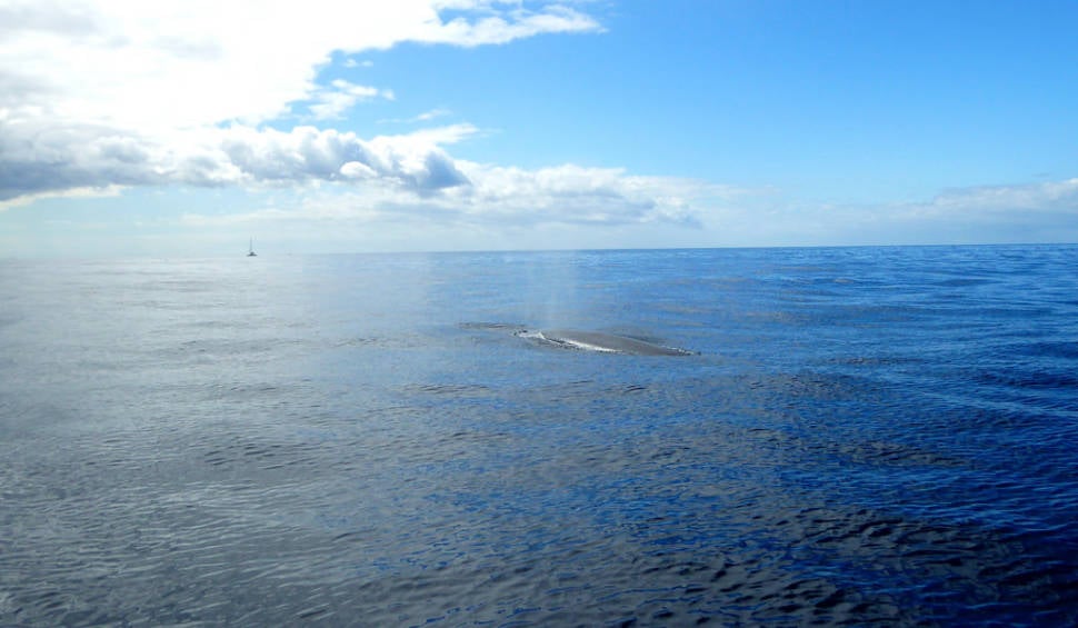 Best time for Whale and Dolphin Watching in Canary Islands