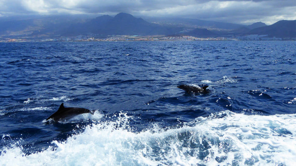 Whale and Dolphin Watching in Canary Islands - Best Season